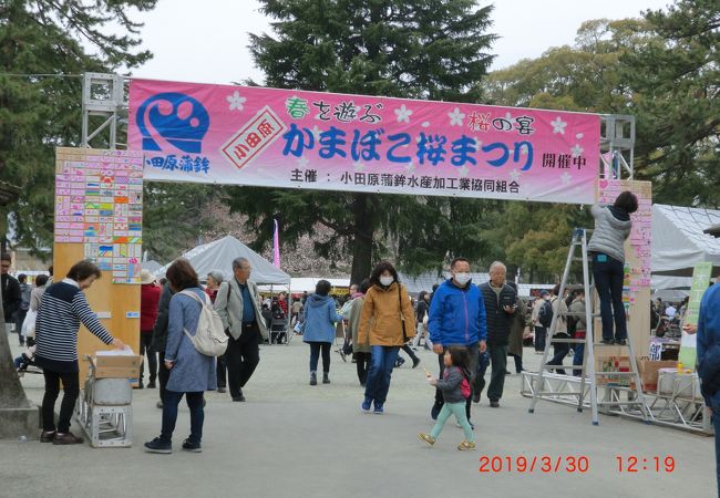 小田原かまぼこ桜まつり