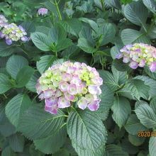 少し咲き始めました。