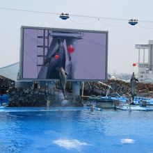 イルカのダブルジャンプ