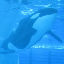 オスのアース１１才