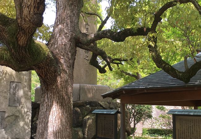 大阪城 蓮如上人袈裟掛けの松 クチコミ アクセス 営業時間 大阪城 京橋 フォートラベル