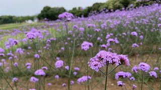 広大かつ開放的な花畑