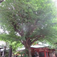 イチョウの木があります