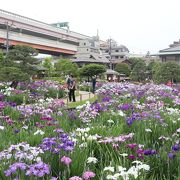 ６月上旬が花菖蒲の満開時期です