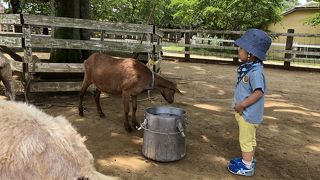 動物とふれあえる牧場