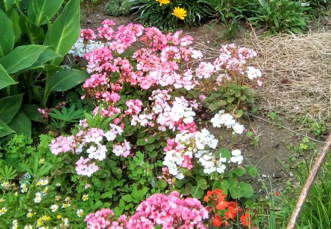 多種類の花が楽しめる公園