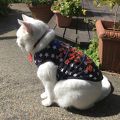 宣伝部長は猫