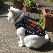 宣伝部長は猫