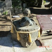 カメさんが居ました