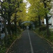 亀戸駅から西大島駅近くへ、桜並木やイチョウ並木を見ながら静かに散歩