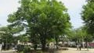 木陰が気持ちいい公園です