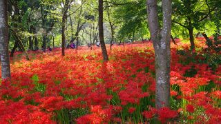 幻想的な曼珠沙華の森