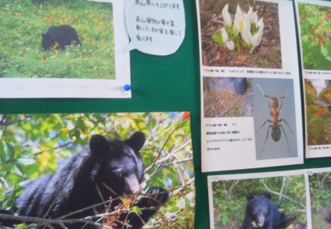 長野県乗鞍自然保護センター クチコミ アクセス 営業時間 乗鞍 フォートラベル