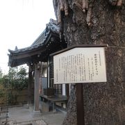 大きなイチョウの木が非常に立派で、品川区の「指定天然記念物」となっていました。