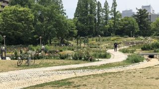 薔薇を見に来ました