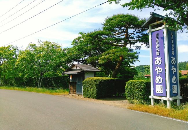 (あやめ園)　かきつばたや花菖蒲もあり、違いを見比べる事が出来ます