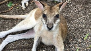 カンガルーとのふれあいが楽しい！
