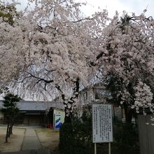 裏の桜が満開