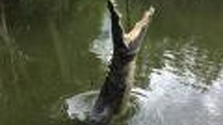 ハートレイズ クロコダイル アドベンチャー