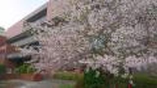 サクラはきれいですが、お休みです。