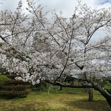 桜がちらほら