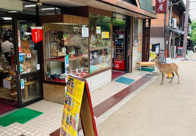 鹿も来店