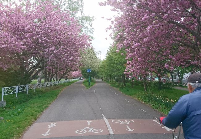 白石サイクリングロード / エルフィンロード (札幌恵庭自転車道路)