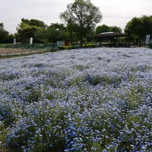 名古屋市農業文化園・戸田川緑地