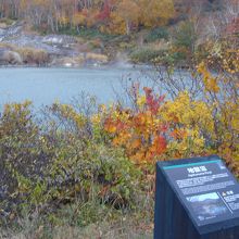 沼全体が見渡せます