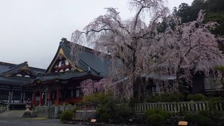 境内では見事なしだれ桜が咲いていました