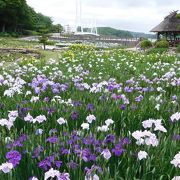 紫・白。黄色の菖蒲を楽しめます。水連も4色咲いていました。２羽の仲良し鴨もいました。