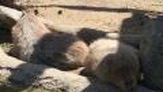 カピバラさんがかわいいです