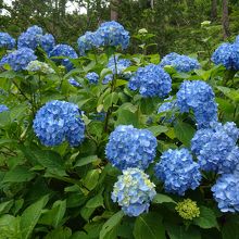 約２万株のあじさいが植えられています