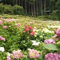 山一面いろんな紫陽花だらけ!