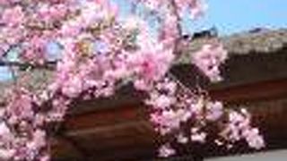 艶やかなピンク色のカイドウにウットリ