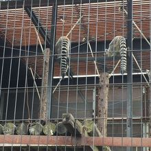 サル舎