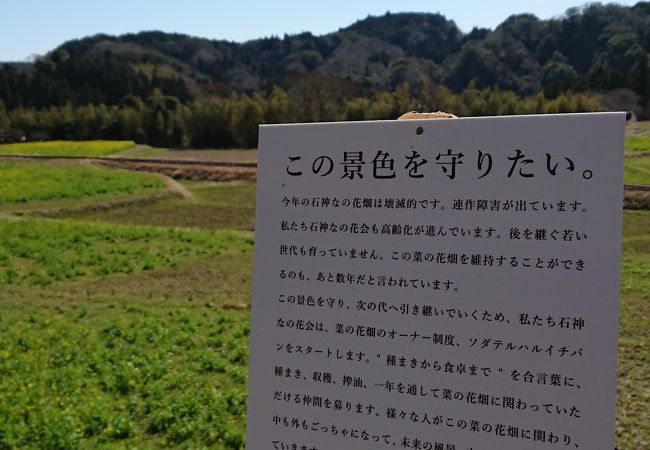 石神の菜の花畑 クチコミ アクセス 営業時間 養老渓谷 フォートラベル