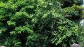 鼠山とも呼ばれていた屋敷林公園