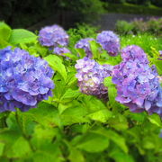 紫陽花の季節☆