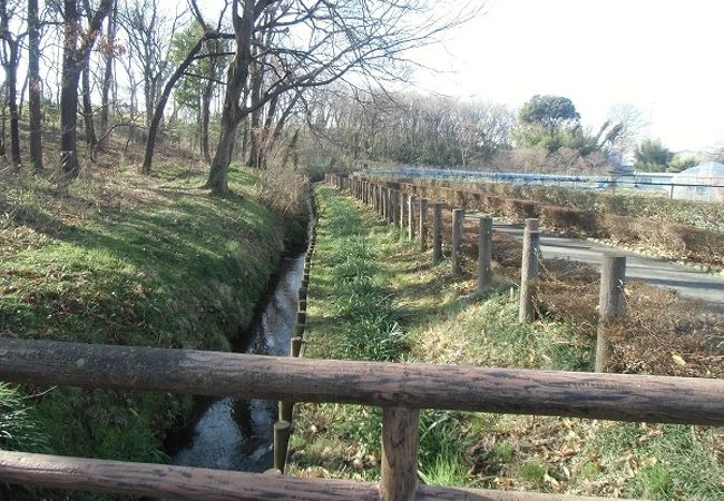 江戸時代の用水路沿いを武蔵野を感じながら歩く散歩道