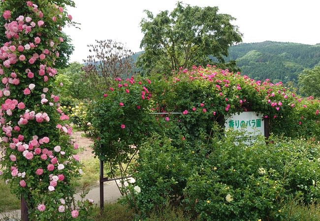 きれいに整えられた広い公園