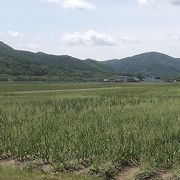 今年のチューリップフェアは中止!!残念無念!!(>_<)