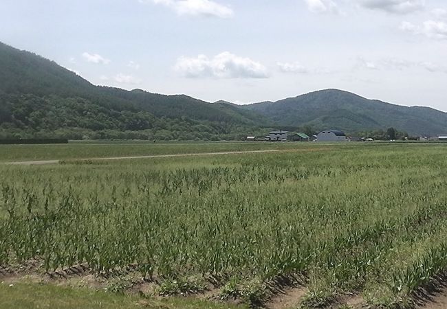 今年のチューリップフェアは中止!!残念無念!!(>_<)