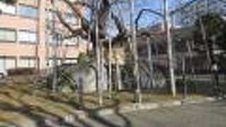 桜が咲いていれば見応えがあったと思います