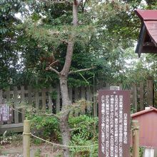 ヤマトタケルが植えた松です