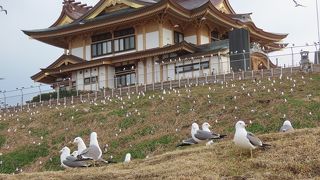 ウミネコだけではない素敵な水鳥観察地