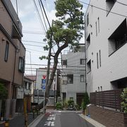 住宅地に背の高い松が有りました