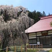 田村市の桜の名所の１つ