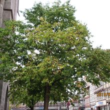 聖ブラジウス教会傍に立つハーゼルヌス（ヘーゼルナッツ）の木