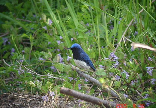 幸せの青い鳥「オオルリ」が見られました。